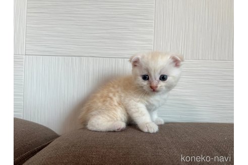 成約済の茨城県のスコティッシュフォールド(折れ耳)-95123の3枚目